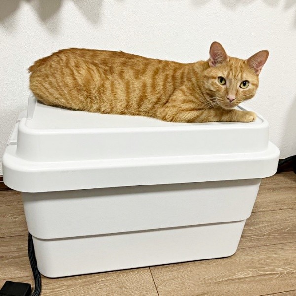 コンテナ上で寝そべるむぎくん（画像提供：むぎと人間さん）