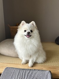 飼い主さんに向かって満面のスマイル！（画像提供：ポメラニアンの天くん！）
