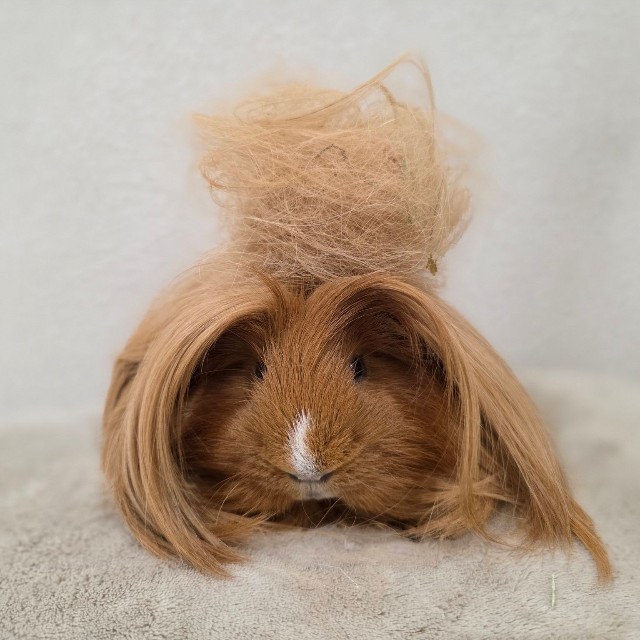 ブラッシング後の抜け毛／ペット専用アカウント：はるこっこのいきものたち（@kmmrkmkm）提供