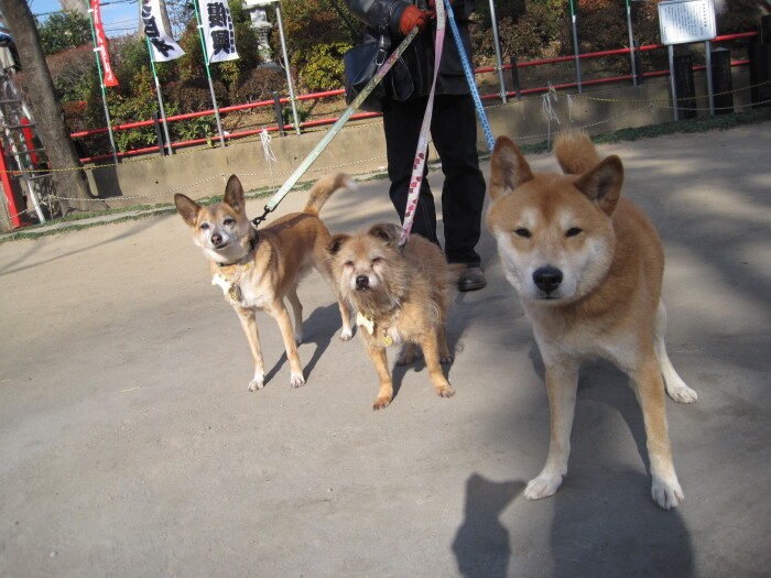 2011年に３代目の愛犬ゴロー８歳（推定）が加わり、ジュリー13歳、さくら15歳で初詣