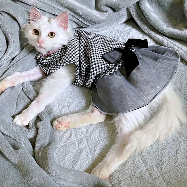 かわいい洋服がよく似合うあめくん（画像提供：naoさん）