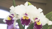 レオマリゾートで「ランの女王」カトレア展　華やかな姿と香りを楽しんだら「蘭カフェ」でティーセットも