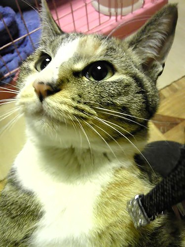 「性格のせいか、どうしてもサビが姉っぽくて…」。サビの名前の由来は「サビ猫だから」