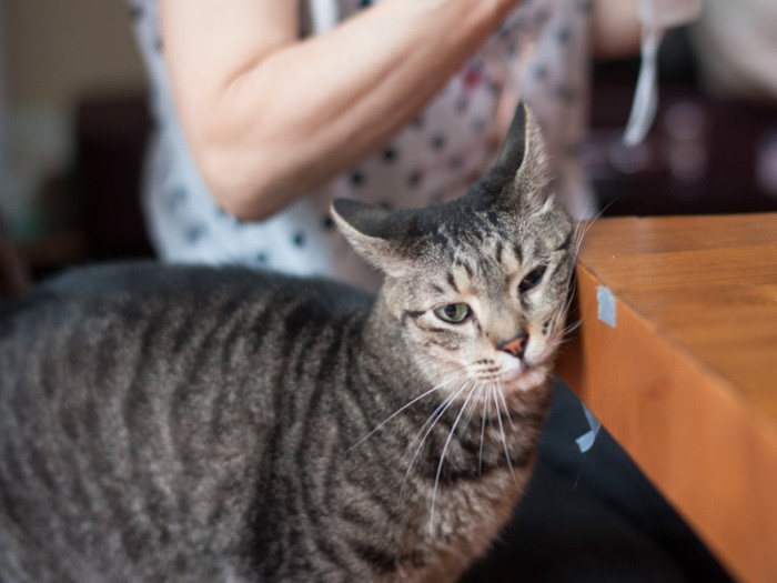 「小次郎です。これ、僕のテーブル」（小林写函撮影）