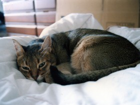 ３度の結婚　猫「アーサー」は歴代の旦那にとって手厳しい小姑