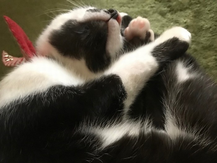 トラくん、甘えん坊の一面も