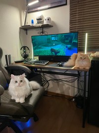 ネコランドさんがゲームをしていると1匹、2匹と集まってきた・・・（ネコランドさん提供）