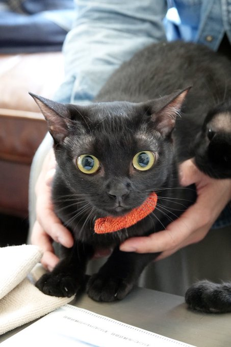 ノイアーちゃんのおばあちゃんはサビ猫だった