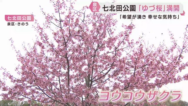 ゆづ桜が満開　国内外から羽生結弦さんのファンが訪れる　仙台・泉区
