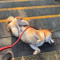 散歩中もこの通り！ ゴロンとへそ天になる岳くん（画像提供：岳 柴犬さん）
