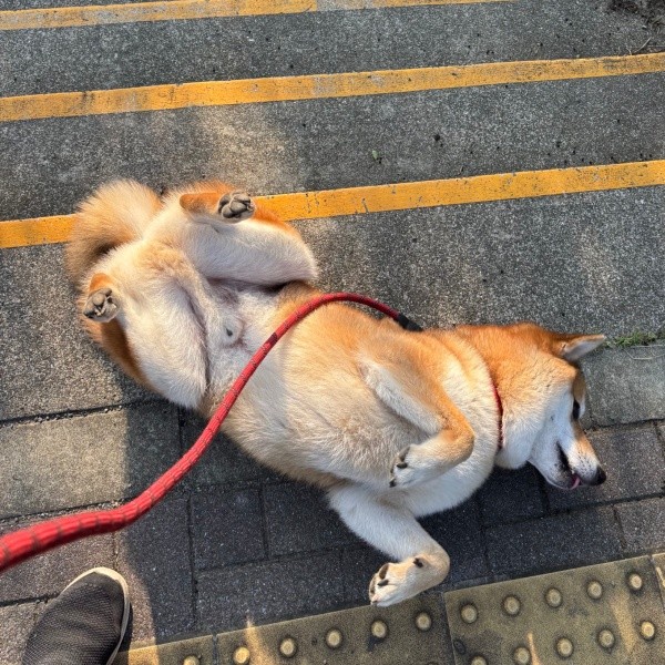 散歩中もこの通り！ ゴロンとへそ天になる岳くん（画像提供：岳 柴犬さん）