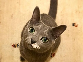 ロシアンブルーの「プーちん」、強くたくましく育って