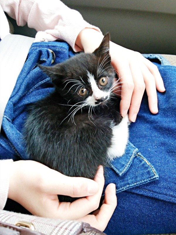 保護直後、車内で膝上にちょこんと座るまめちゃん（画像提供：まめさん）