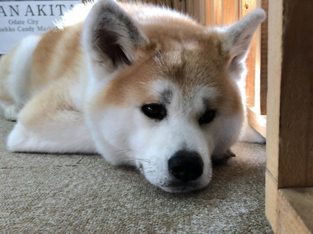 国内外で人気の秋田犬 ふれあい施設でストレス 体調崩す犬も 犬 猫との幸せな暮らしのためのペット情報サイト Sippo