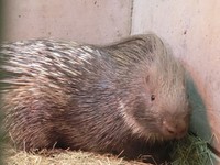 寝室でくつろぐチャーハン