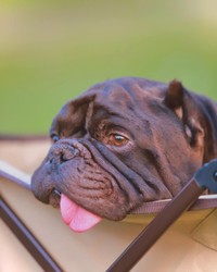 穏やかで優しい表情が印象的なアトム君（提供：＠americanbully_atom0106さん）