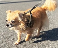 散歩中は特に負けん気の強さも発揮します