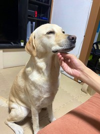 アゴの下を撫でてもらって目を細めるロキくん（画像提供：ロキの相方さん）