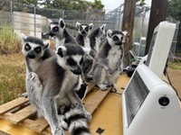 しっぽに気を付けて　写真提供：日本モンキーセンター