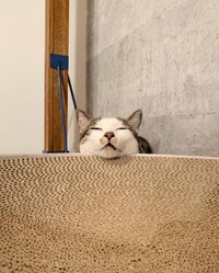 瞑想にふけるせんせー