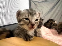 こんなに可愛い子が7匹も誕生！