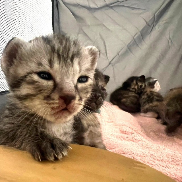こんなに可愛い子が7匹も誕生！