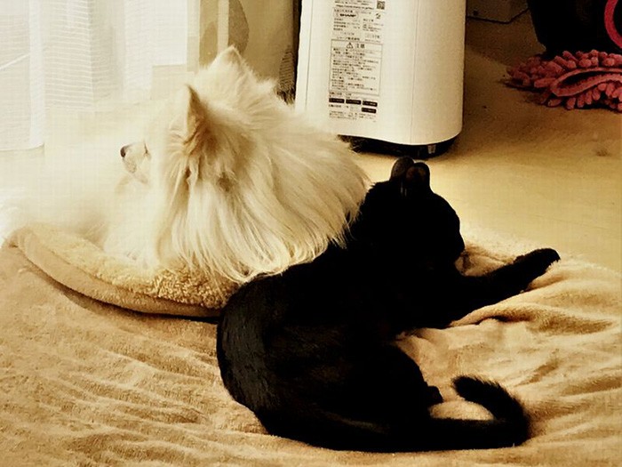 ルルは、モップが可愛くてたまらない（千博さん提供）