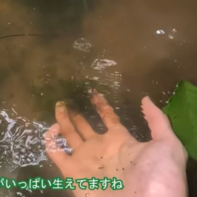 車軸草類も増え、底が見えるほど水が綺麗に／コミヤさん（@ariake538）提供