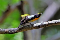 キビタキ　提供：日本野鳥の会 岡山県支部