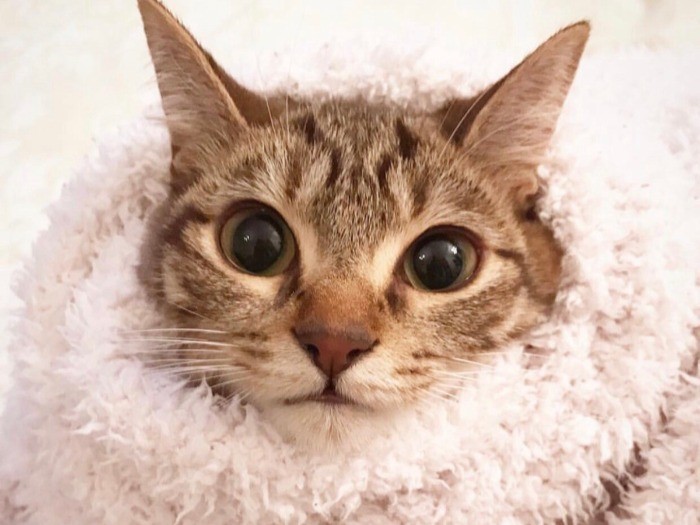 ピンクのもふもふにくるまってみた