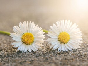 双子の妹との比較が怖かった。でも私は私、と東京が気付かせてくれた