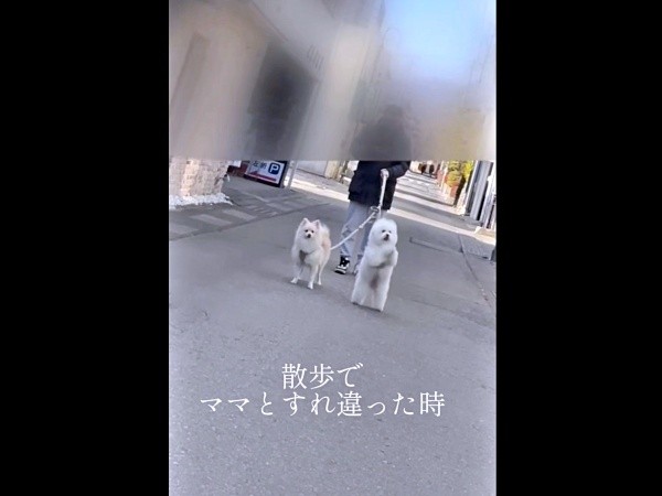 散歩でママとすれ違うと――即反応する（左から）ハルくん、エマくん（画像提供：エマハルさん）