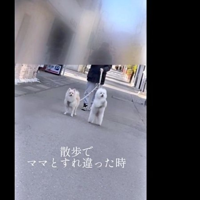 散歩でママとすれ違うと――即反応する（左から）ハルくん、エマくん（画像提供：エマハルさん）