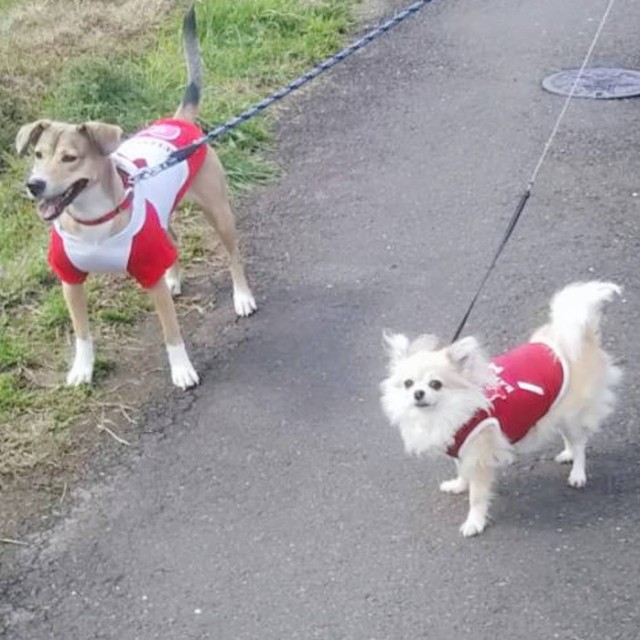 先住犬と一緒に散歩もできるように（「アニマルレスキューたんぽぽ」さん提供）