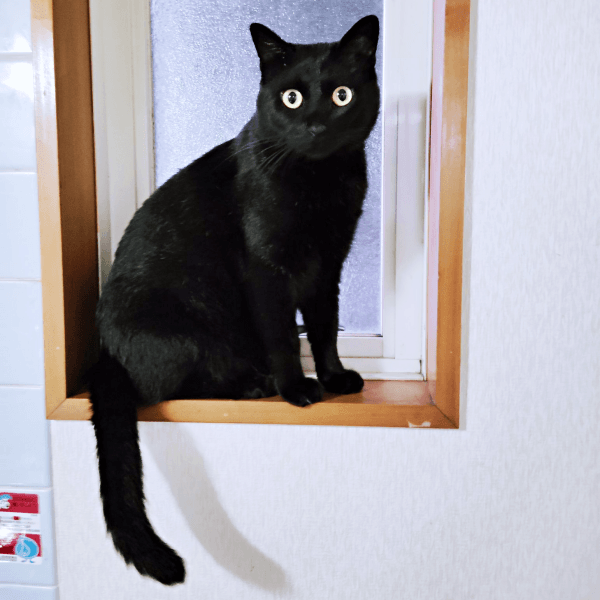 窓辺にたたずむ姿がかっこいい黒ちゃん（画像提供：ちよさん）