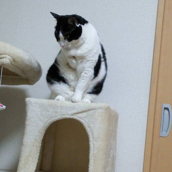 「登るのはすいすい、降りる時は慎重に」（横野さ提供）