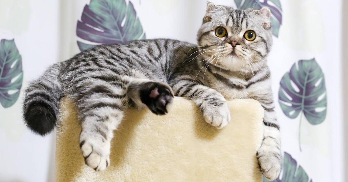 何度落ちても幸せそう MIX猫「みかんちゃん」はキャットタワーの上が