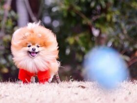 趣味はボール遊びと食べること！　家族を癒やす存在、ポメラニアン「こもも」