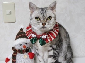 ふわふわクッションがお気に入り　食いしん坊なアメショ「りん」