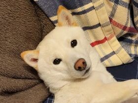 袋のサカサカ音に敏感！　就寝中でもすぐさま忍者のようにやって来る、豆柴「こむぎ」