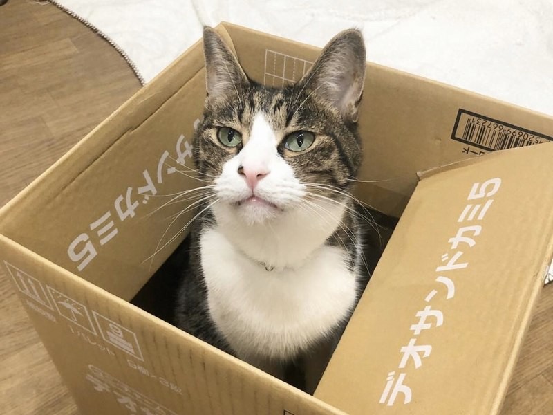 箱が大好きな猫天ちゃん