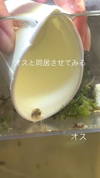 今回見つかったメスを、もともと飼育していたオスのいる水槽へ移す様子／るう 非日常のアクアリウムさん（@aquariumruu）提供