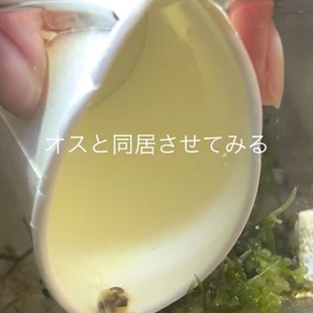 今回見つかったメスを、もともと飼育していたオスのいる水槽へ移す様子／るう 非日常のアクアリウムさん（@aquariumruu）提供