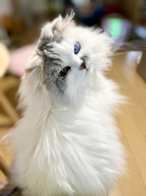 目の色が違うので、オッドアイと間違われることもある