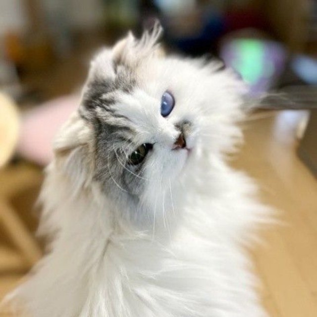 目の色が違うので、オッドアイと間違われることもある