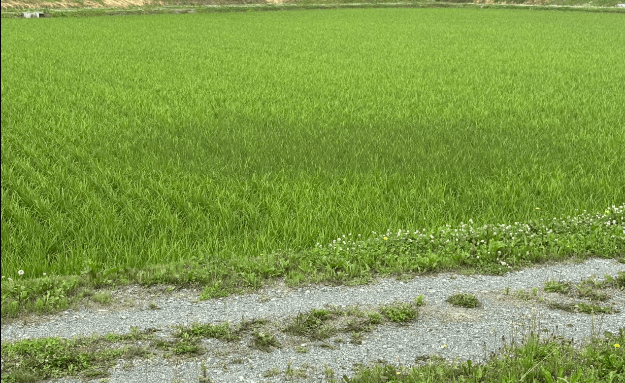 雷が落ちた部分だけ稲の色が変わっている　画像提供：ひろぽん