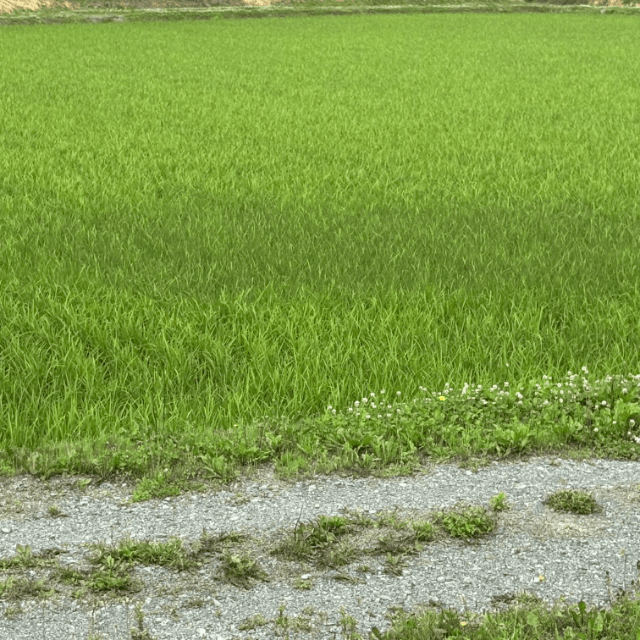 雷が落ちた部分だけ稲の色が変わっている　画像提供：ひろぽん