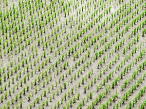 毎年最高を更新する美味しさも。食べ物に異常にこだわる私は悩む