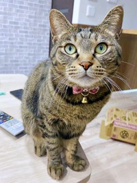 甘えん坊のおはぎちゃん。きゅるんとした瞳がキュート（画像提供：おはぎともなかと時々オトンさん）