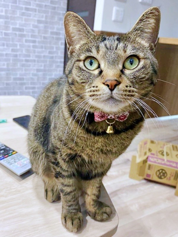 甘えん坊のおはぎちゃん。きゅるんとした瞳がキュート（画像提供：おはぎともなかと時々オトンさん）